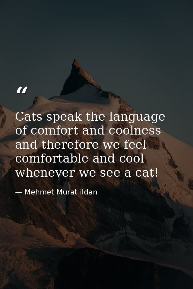 Cats speak the language of comfort and coolness and therefore we feel comfortable and cool whenever we see a cat! — Mehmet Murat ildan