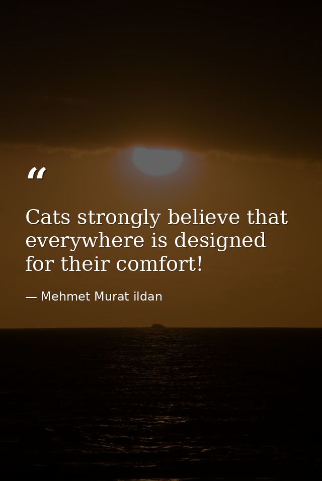 Cats strongly believe that everywhere is designed for their comfort! — Mehmet Murat ildan