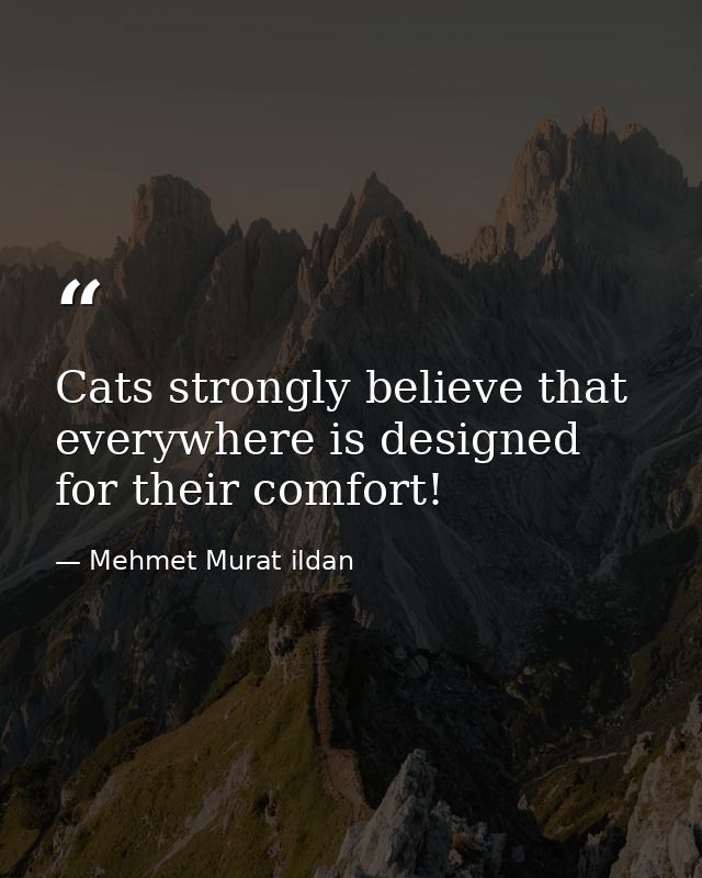 Cats strongly believe that everywhere is designed for their comfort! — Mehmet Murat ildan