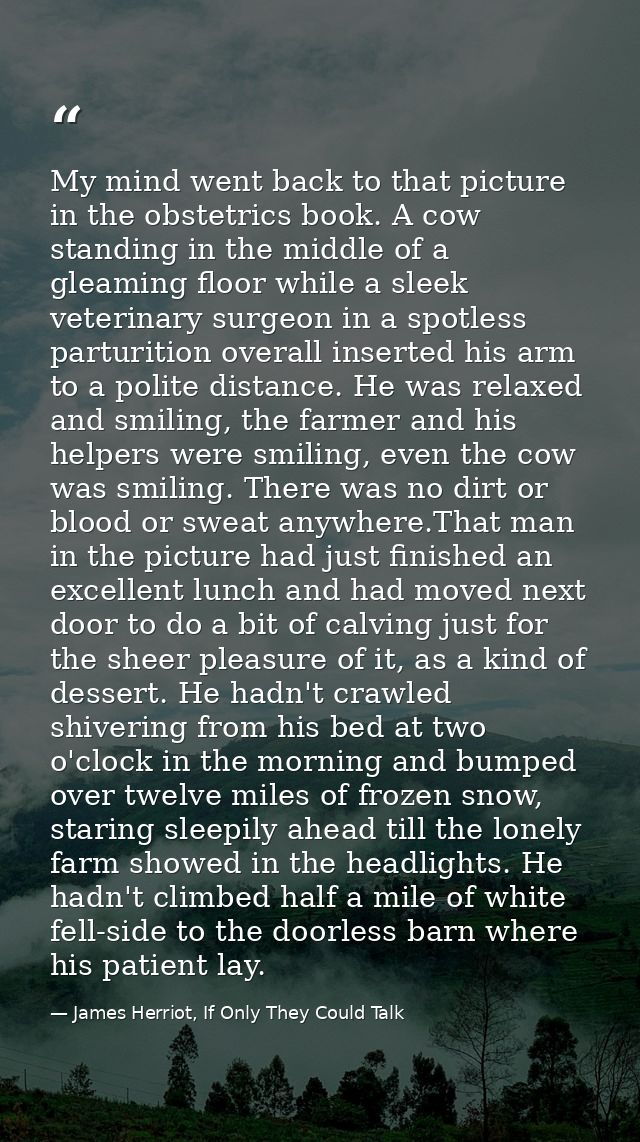 My mind went back to that picture in the obstetrics book. A cow standing in the middle of a gleaming floor while a sleek — James Herriot, If Only They Could Talk