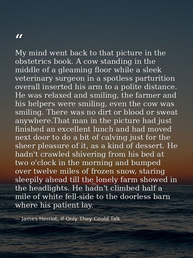 My mind went back to that picture in the obstetrics book. A cow standing in the middle of a gleaming floor while a sleek — James Herriot, If Only They Could Talk