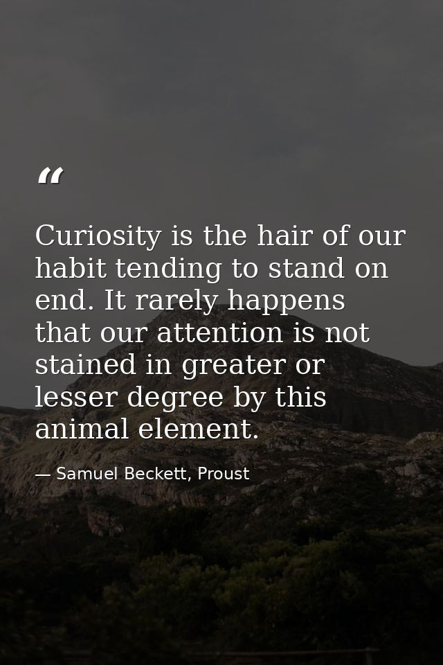 Curiosity is the hair of our habit tending to stand on end. It rarely happens that our attention is not stained in great — Samuel Beckett, Proust