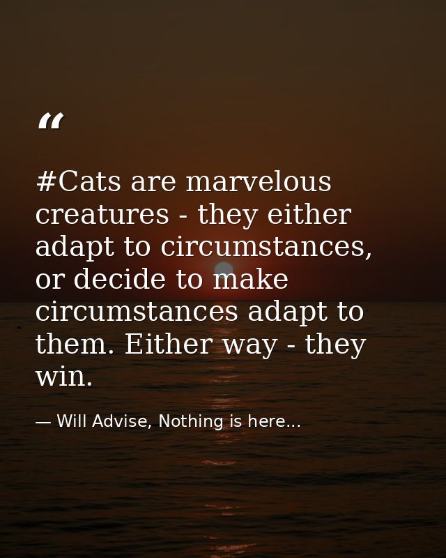 #Cats are marvelous creatures - they either adapt to circumstances, or decide to make circumstances adapt to them. Eithe — Will Advise, Nothing is here...