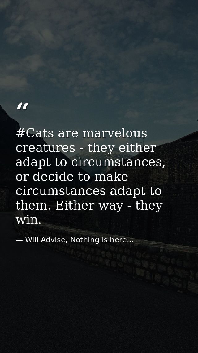 #Cats are marvelous creatures - they either adapt to circumstances, or decide to make circumstances adapt to them. Eithe — Will Advise, Nothing is here...