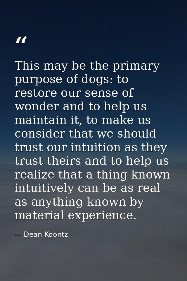 This may be the primary purpose of dogs: to restore our sense of wonder and to help us maintain it, to make us consider  — Dean Koontz