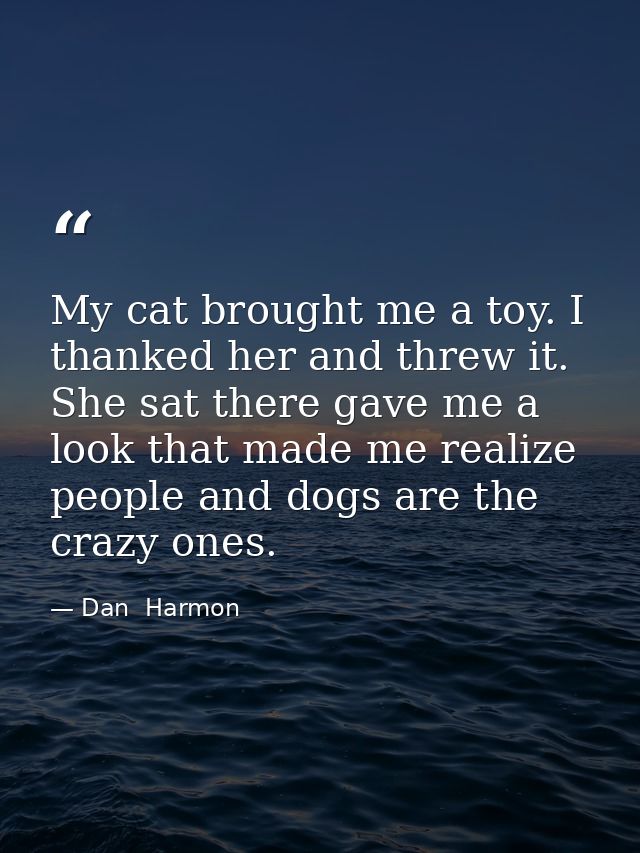 My cat brought me a toy. I thanked her and threw it. She sat there gave me a look that made me realize people and dogs a — Dan  Harmon