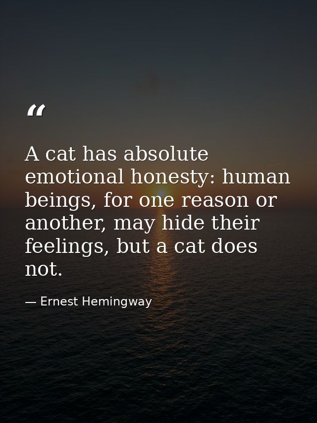 A cat has absolute emotional honesty: human beings, for one reason or another, may hide their feelings, but a cat does n — Ernest Hemingway