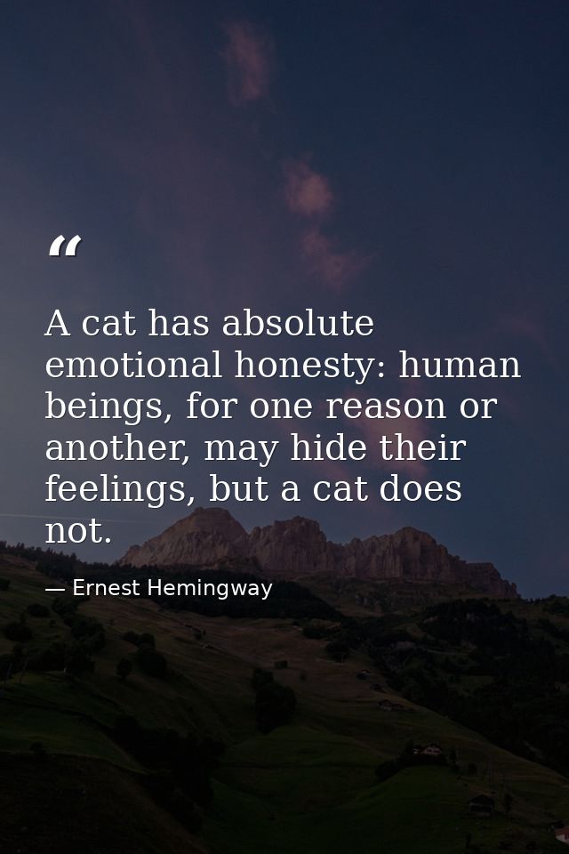 A cat has absolute emotional honesty: human beings, for one reason or another, may hide their feelings, but a cat does n — Ernest Hemingway