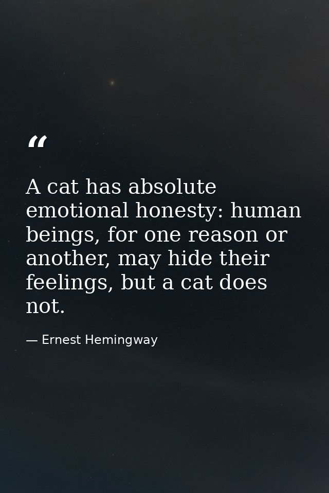A cat has absolute emotional honesty: human beings, for one reason or another, may hide their feelings, but a cat does n — Ernest Hemingway