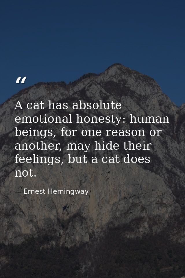 A cat has absolute emotional honesty: human beings, for one reason or another, may hide their feelings, but a cat does n — Ernest Hemingway