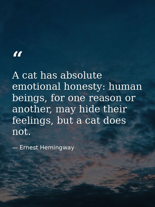 A cat has absolute emotional honesty: human beings, for one reason or another, may hide their feelings, but a cat does n — Ernest Hemingway