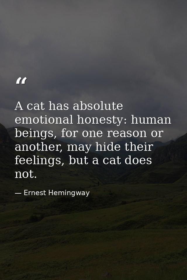 A cat has absolute emotional honesty: human beings, for one reason or another, may hide their feelings, but a cat does n — Ernest Hemingway