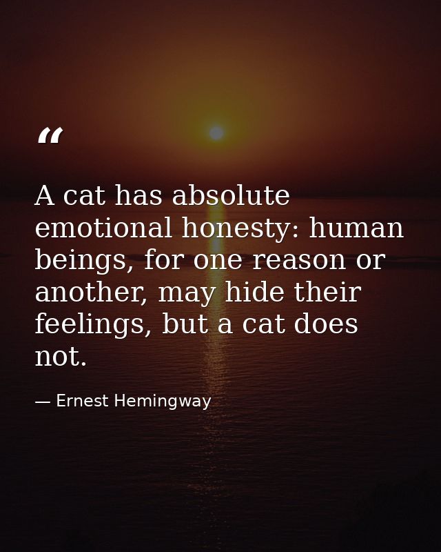 A cat has absolute emotional honesty: human beings, for one reason or another, may hide their feelings, but a cat does n — Ernest Hemingway