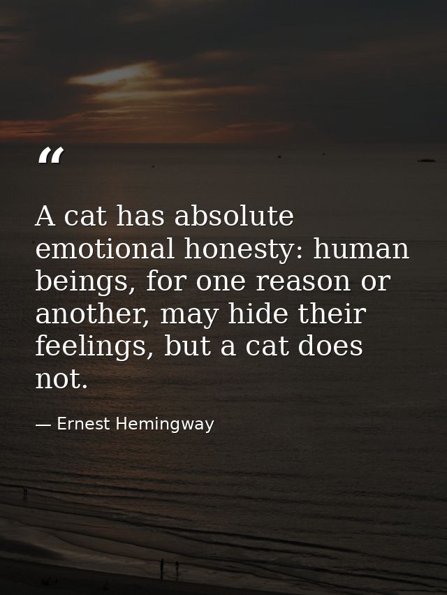 A cat has absolute emotional honesty: human beings, for one reason or another, may hide their feelings, but a cat does n — Ernest Hemingway