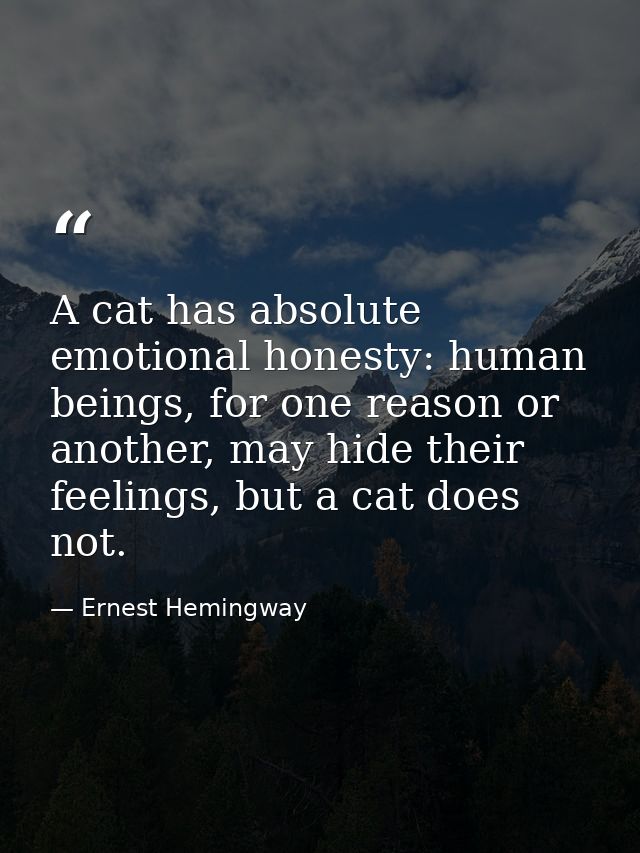 A cat has absolute emotional honesty: human beings, for one reason or another, may hide their feelings, but a cat does n — Ernest Hemingway