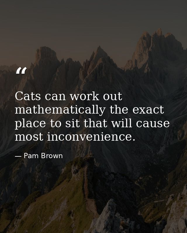 Cats can work out mathematically the exact place to sit that will cause most inconvenience. — Pam Brown