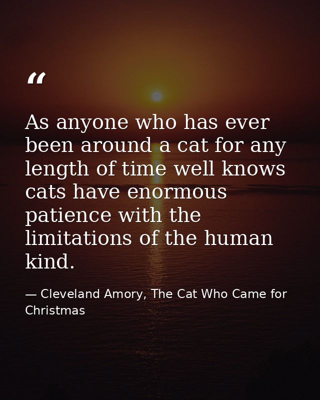 As anyone who has ever been around a cat for any length of time well knows cats have enormous patience with the limitati — Cleveland Amory, The Cat Who Came for Christmas