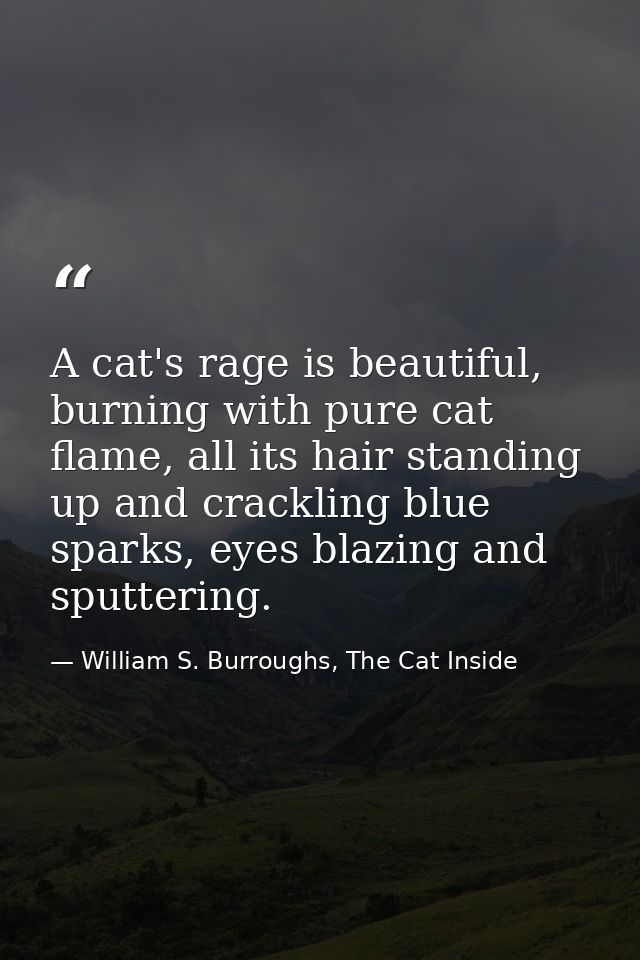 A cat's rage is beautiful, burning with pure cat flame, all its hair standing up and crackling blue sparks, eyes blazing — William S. Burroughs, The Cat Inside