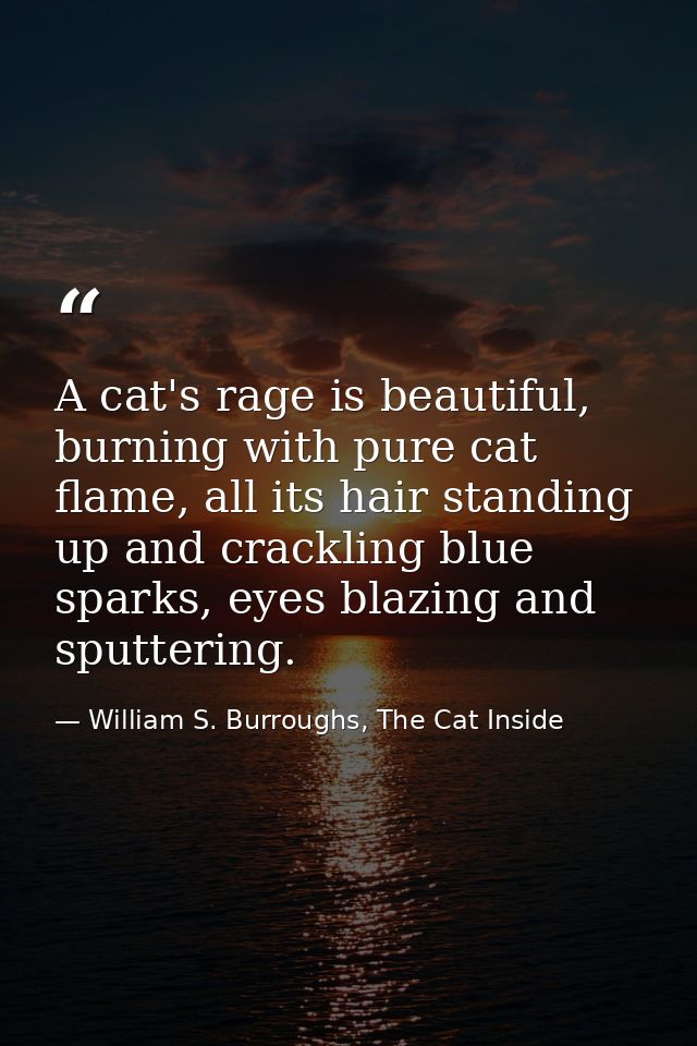 A cat's rage is beautiful, burning with pure cat flame, all its hair standing up and crackling blue sparks, eyes blazing — William S. Burroughs, The Cat Inside