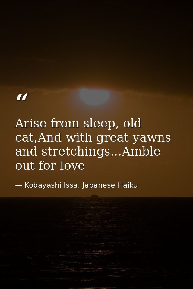 Arise from sleep, old cat,And with great yawns and stretchings...Amble out for love — Kobayashi Issa, Japanese Haiku