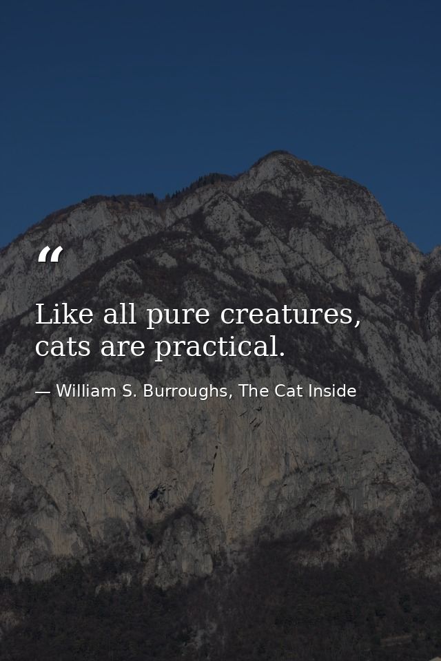Like all pure creatures, cats are practical. — William S. Burroughs, The Cat Inside