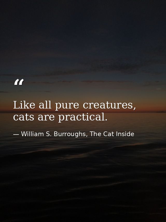 Like all pure creatures, cats are practical. — William S. Burroughs, The Cat Inside