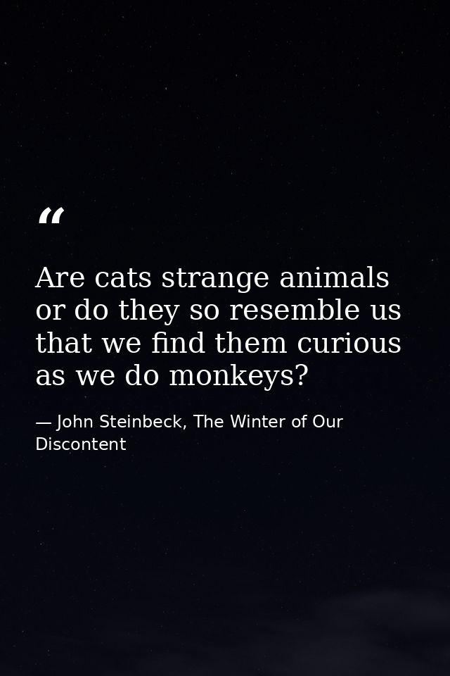 Are cats strange animals or do they so resemble us that we find them curious as we do monkeys? — John Steinbeck, The Winter of Our Discontent