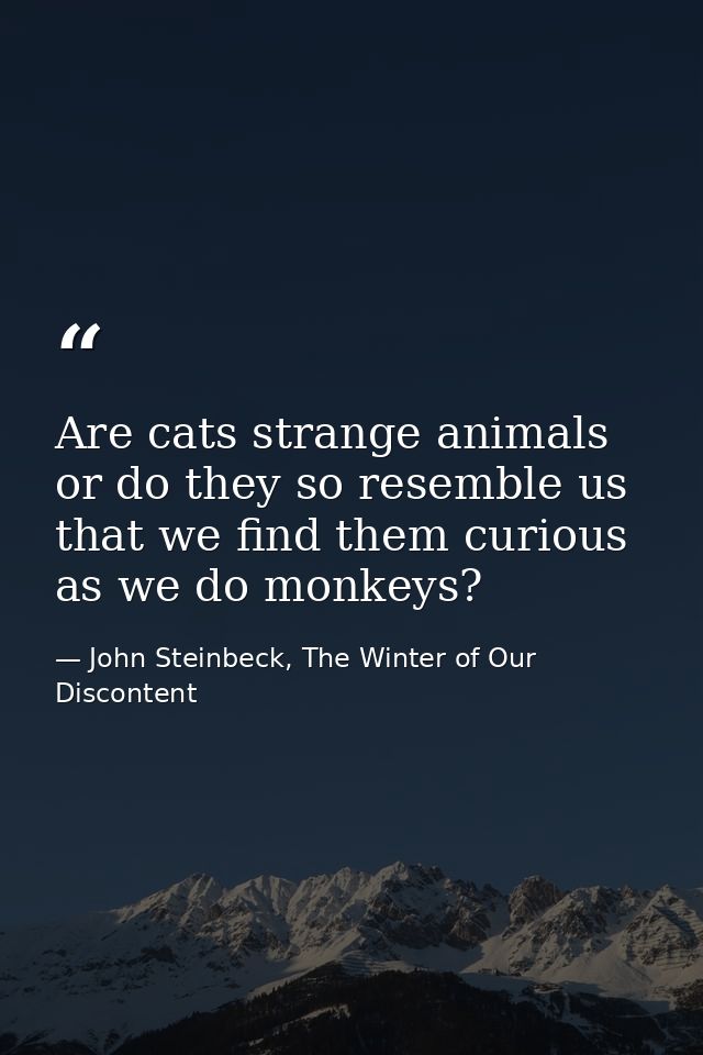 Are cats strange animals or do they so resemble us that we find them curious as we do monkeys? — John Steinbeck, The Winter of Our Discontent