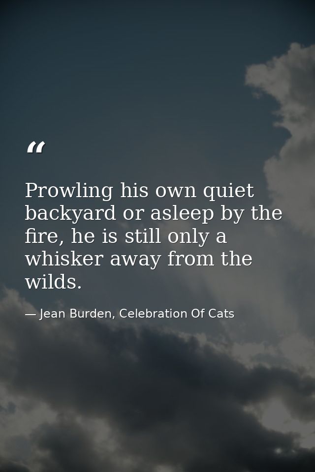 Prowling his own quiet backyard or asleep by the fire, he is still only a whisker away from the wilds. — Jean Burden, Celebration Of Cats