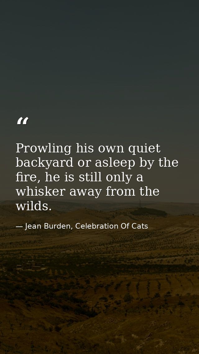 Prowling his own quiet backyard or asleep by the fire, he is still only a whisker away from the wilds. — Jean Burden, Celebration Of Cats