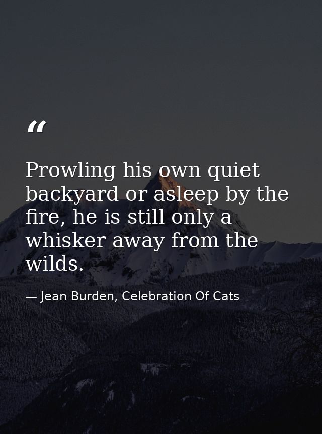 Prowling his own quiet backyard or asleep by the fire, he is still only a whisker away from the wilds. — Jean Burden, Celebration Of Cats