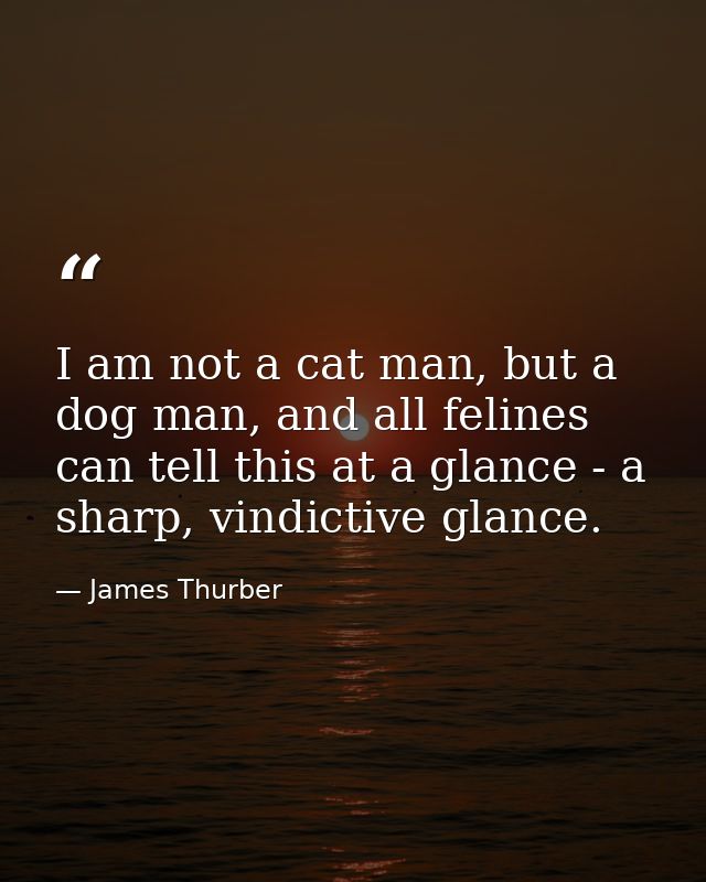 I am not a cat man, but a dog man, and all felines can tell this at a glance - a sharp, vindictive glance. — James Thurber