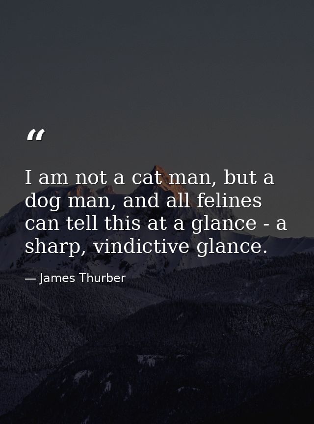 I am not a cat man, but a dog man, and all felines can tell this at a glance - a sharp, vindictive glance. — James Thurber