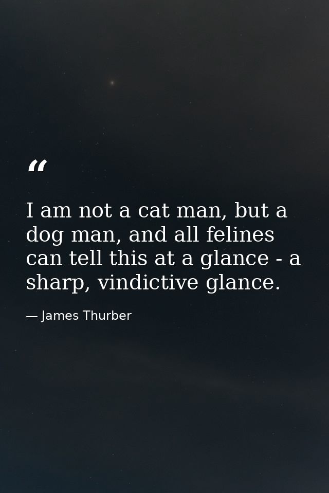 I am not a cat man, but a dog man, and all felines can tell this at a glance - a sharp, vindictive glance. — James Thurber