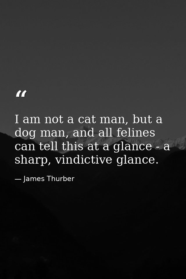 I am not a cat man, but a dog man, and all felines can tell this at a glance - a sharp, vindictive glance. — James Thurber