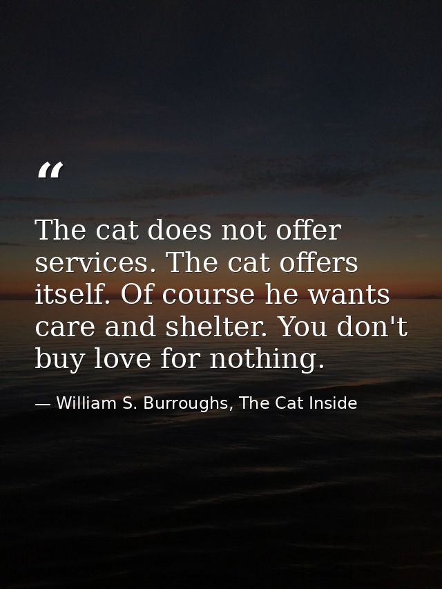 The cat does not offer services. The cat offers itself. Of course he wants care and shelter. You don't buy love for noth — William S. Burroughs, The Cat Inside