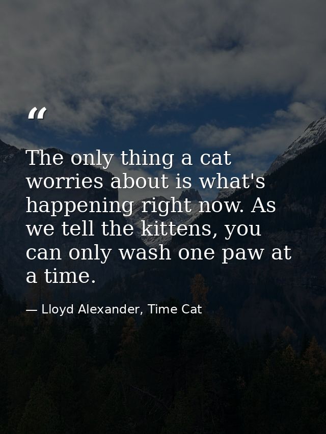 The only thing a cat worries about is what's happening right now. As we tell the kittens, you can only wash one paw at a — Lloyd Alexander, Time Cat