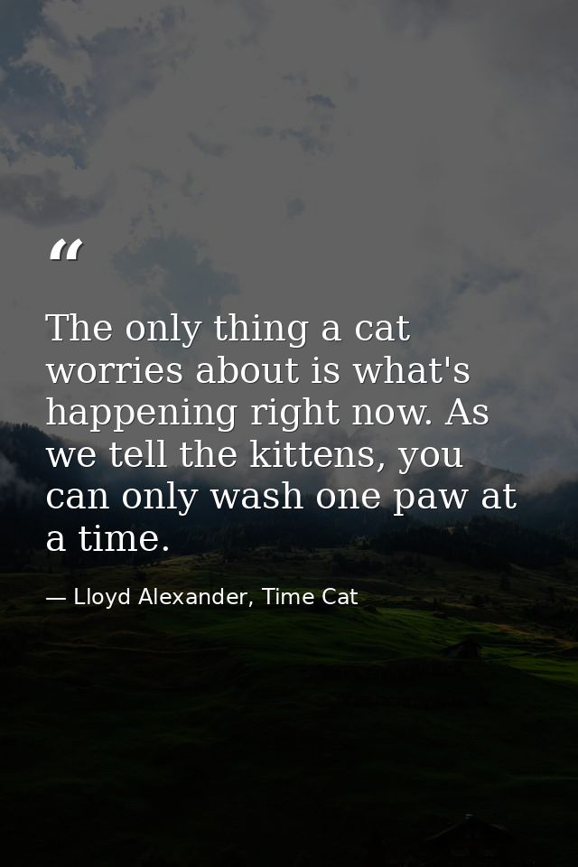 The only thing a cat worries about is what's happening right now. As we tell the kittens, you can only wash one paw at a — Lloyd Alexander, Time Cat