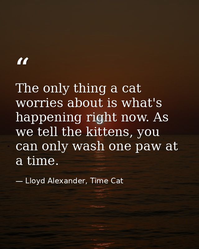 The only thing a cat worries about is what's happening right now. As we tell the kittens, you can only wash one paw at a — Lloyd Alexander, Time Cat