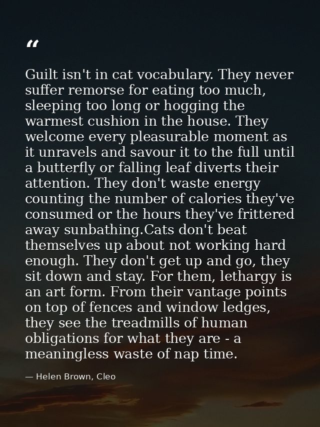 Guilt isn't in cat vocabulary. They never suffer remorse for eating too much, sleeping too long or hogging the warmest c — Helen Brown, Cleo