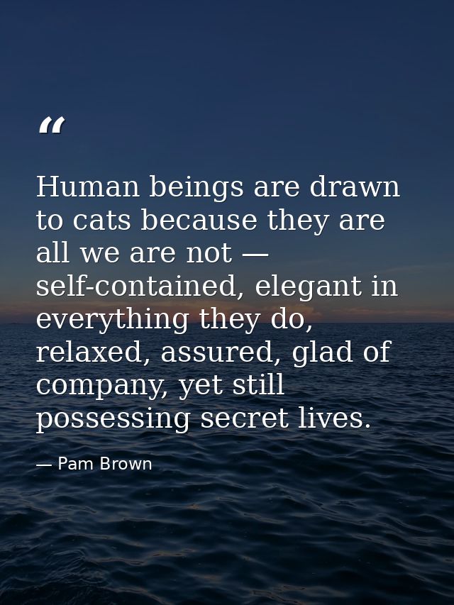 Human beings are drawn to cats because they are all we are not — self-contained, elegant in everything they do, relaxed, — Pam Brown