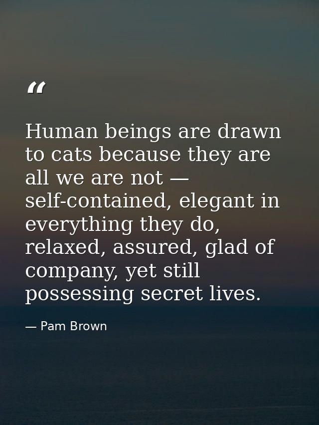 Human beings are drawn to cats because they are all we are not — self-contained, elegant in everything they do, relaxed, — Pam Brown