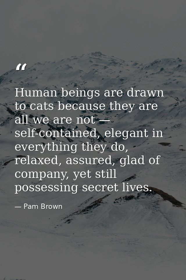 Human beings are drawn to cats because they are all we are not — self-contained, elegant in everything they do, relaxed, — Pam Brown