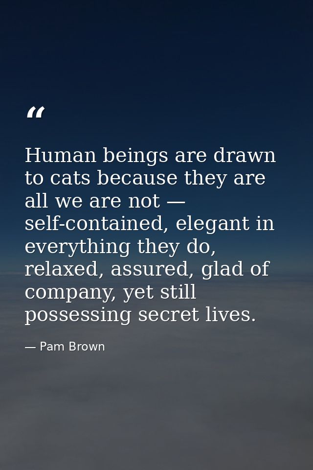 Human beings are drawn to cats because they are all we are not — self-contained, elegant in everything they do, relaxed, — Pam Brown