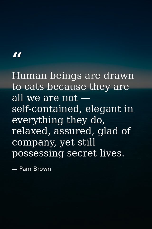 Human beings are drawn to cats because they are all we are not — self-contained, elegant in everything they do, relaxed, — Pam Brown