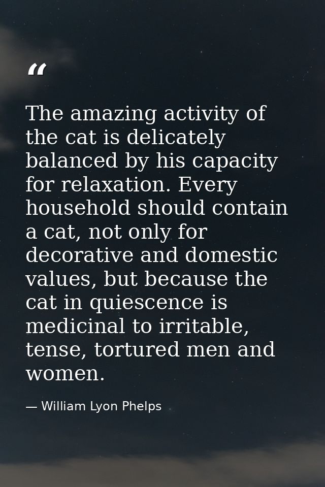 The amazing activity of the cat is delicately balanced by his capacity for relaxation. Every household should contain a  — William Lyon Phelps