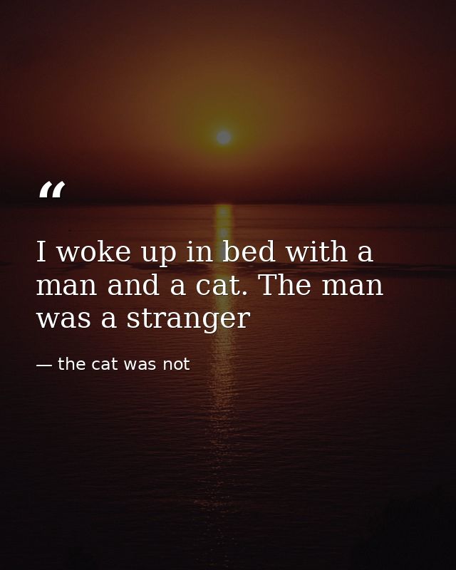 I woke up in bed with a man and a cat. The man was a stranger — the cat was not