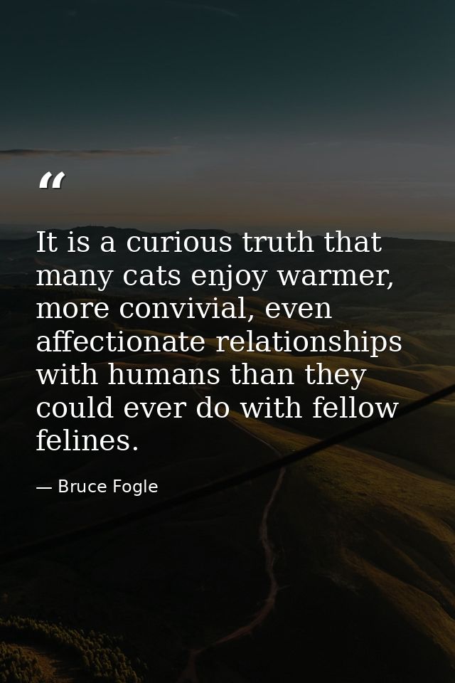 It is a curious truth that many cats enjoy warmer, more convivial, even affectionate relationships with humans than they — Bruce Fogle