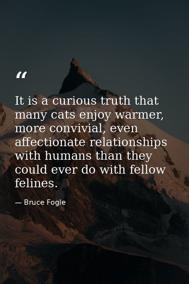 It is a curious truth that many cats enjoy warmer, more convivial, even affectionate relationships with humans than they — Bruce Fogle