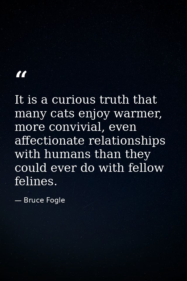 It is a curious truth that many cats enjoy warmer, more convivial, even affectionate relationships with humans than they — Bruce Fogle